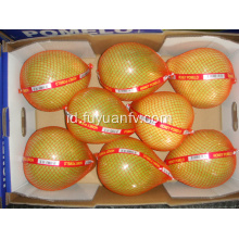 Buah pomelo lezat yang manis dan segar